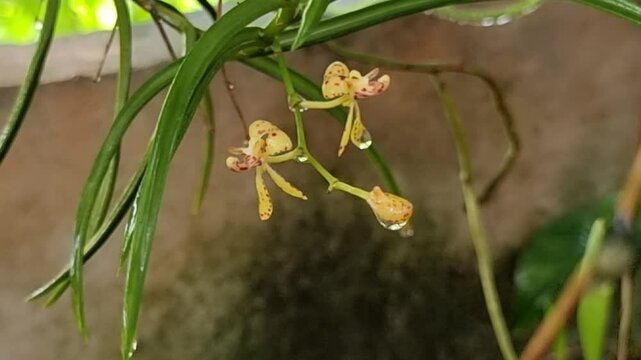 Intimate shot of small, speckled yellow orchid flowers adorned with glistening raindrops. The dainty blossoms emerge from elegant, long green leaves, capturing a moment of natural beauty