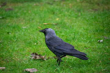 A western jackdaw sitting on green lawn