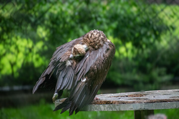 A close up shot of a vulture