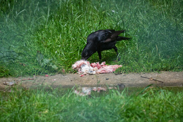 A black crow eating meat
