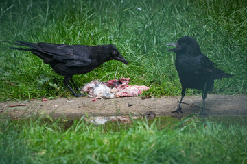 A black crow eating meat