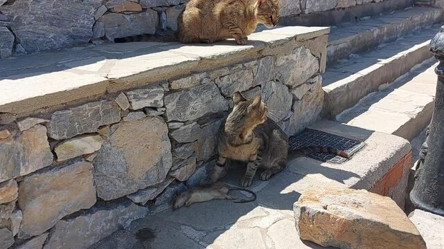 Chat devant sa proie