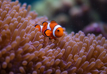 underwater view photo of coral reef with nemo fish