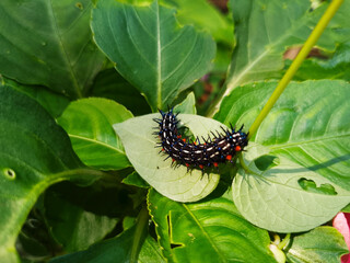 Thorny Black Caterpillar Feeding on Fresh Green Leaf in Natural Environment