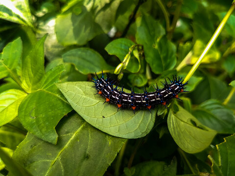 Spiky Black Caterpillar Eating Fresh Green Leaf in Nature Close-Up - Powered by Adobe