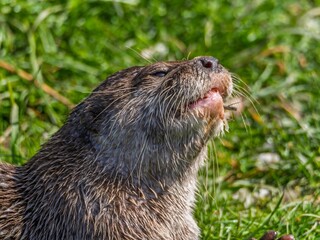 Close up of a wild otter eating food. Adorable Otter Feasting on a Fresh Fish