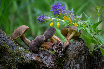 Forest mushrooms