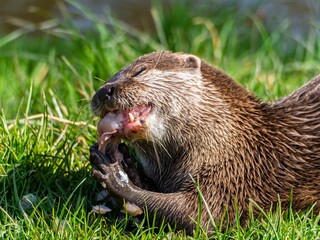 Close up of a wild otter eating food. Adorable Otter Feasting on a Fresh Fish