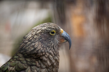 A close up shot of a Kea