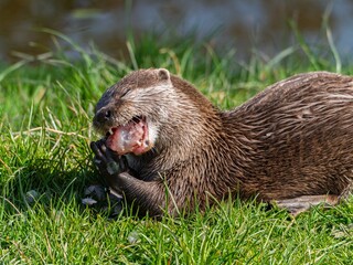 Close up of a wild otter eating food. Adorable Otter Feasting on a Fresh Fish
