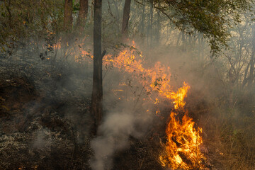 Wildfires release carbon dioxide (CO2) emissions and other greenhouse gases (GHG) that contribute to climate change.