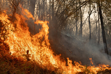Wildfires release carbon dioxide (CO2) emissions and other greenhouse gases (GHG) that contribute to climate change.