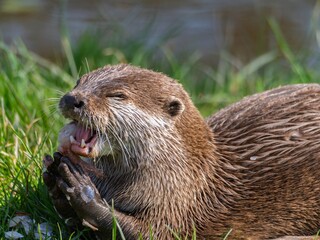 Close up of a wild otter eating food. Adorable Otter Feasting on a Fresh Fish