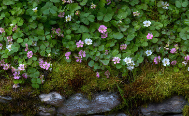 A patch of mossy ground covered in pink and white violet flowers, surrounded by clover leaves, on the edge of an old stone wall.