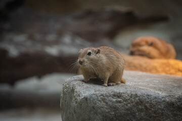 A fat sand rat - close up