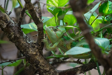 Chameleon on a tree - close up