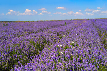 Blooming lavender field under blue summer sky stretching toward horizon. Concept of lavender harvesting, natural beauty, tranquil landscape