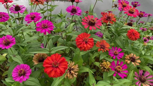 Colorful blooming zinnia flowers with green foliage growing vibrantly by the river
