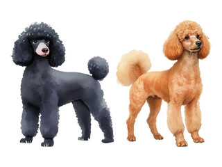 black and white puppies