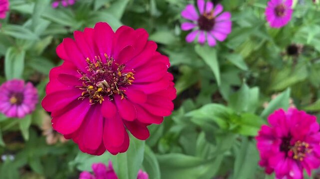 Deep pink zinnia flower blooming with layered petals in a lush garden background
