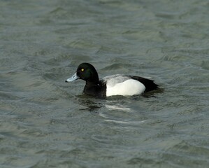 Black-headed Scaup Male Shaking Feathers