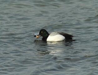 Black-headed Scaup Male Shaking Feathers