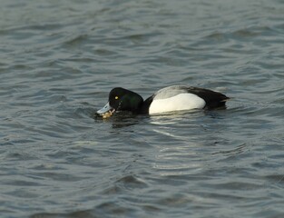 Black-headed Scaup Male Shaking Feathers