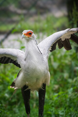 A secretarybird - close up shot
