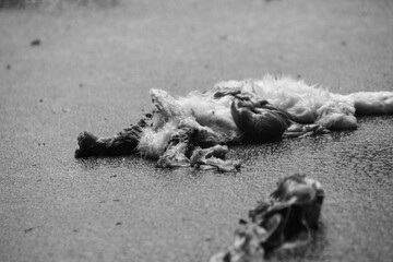 Remains of a carcass - close up shot