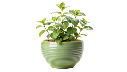 Obraz premium A small mint plant in a modern olive-green ceramic pot isolated on white and transparent background