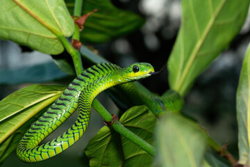 Close-up of a beautiful but highly venomous adult male boomslang (Dispholidus typus), also known as...