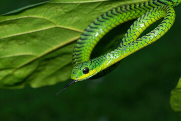 Close-up of a beautiful but highly venomous adult male boomslang (Dispholidus typus), also known as a tree snake or African tree snake, in a small tree in KwaZulu-Natal, South Africa
