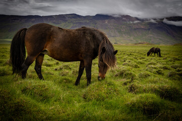 Horses grazing in an Icelandic meadow