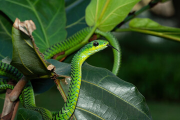 Close-up of a beautiful but highly venomous adult male boomslang (Dispholidus typus), also known as a tree snake or African tree snake, in a small tree in KwaZulu-Natal, South Africa