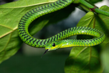 Close-up of a beautiful but highly venomous adult male boomslang (Dispholidus typus), also known as...