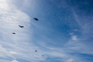 Aves volando