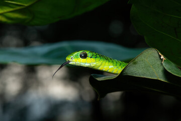 Close-up of a beautiful but highly venomous adult male boomslang (Dispholidus typus), also known as...