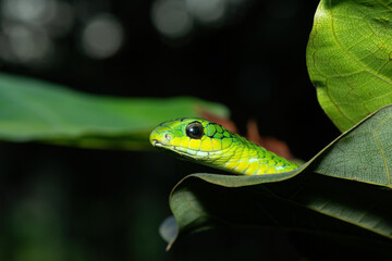 Close-up of a beautiful but highly venomous adult male boomslang (Dispholidus typus), also known as a tree snake or African tree snake, in a small tree in KwaZulu-Natal, South Africa
