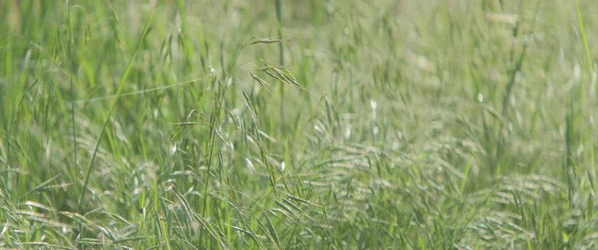 Wild grass oat on the wind shallow DOF 4K scope video