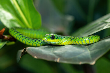 Close-up of a beautiful but highly venomous adult male boomslang (Dispholidus typus), also known as a tree snake or African tree snake, in a small tree in KwaZulu-Natal, South Africa