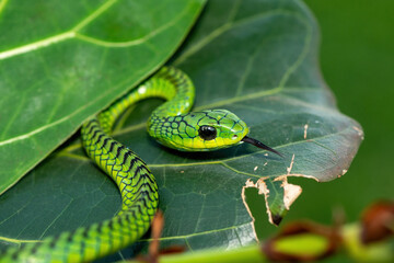 Close-up of a beautiful but highly venomous adult male boomslang (Dispholidus typus), also known as...