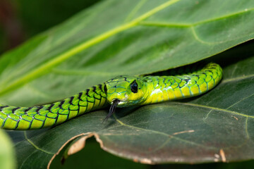 Close-up of a beautiful but highly venomous adult male boomslang (Dispholidus typus), also known as...