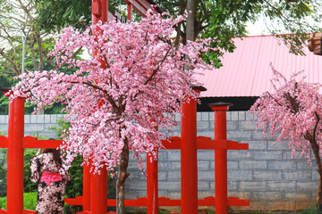 Beautiful Cherry Blossom Tree with Pink Flowers at a Japanese Garden Entrance