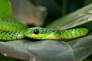 Close-up of a beautiful but highly venomous adult male boomslang (Dispholidus typus), also known as...