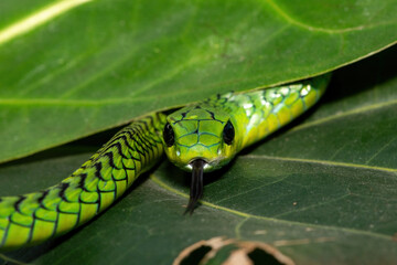 Close-up of a beautiful but highly venomous adult male boomslang (Dispholidus typus), also known as a tree snake or African tree snake, in a small tree in KwaZulu-Natal, South Africa