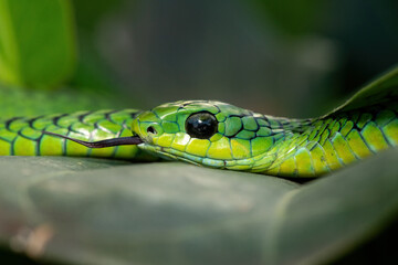 Close-up of a beautiful but highly venomous adult male boomslang (Dispholidus typus), also known as a tree snake or African tree snake, in a small tree in KwaZulu-Natal, South Africa