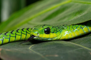 Close-up of a beautiful but highly venomous adult male boomslang (Dispholidus typus), also known as a tree snake or African tree snake, in a small tree in KwaZulu-Natal, South Africa