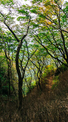 Fototapeta premium 森