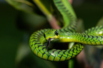 Close-up of a beautiful but highly venomous adult male boomslang (Dispholidus typus), also known as a tree snake or African tree snake, in a small tree in KwaZulu-Natal, South Africa
