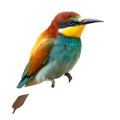 Fototapeta premium Vibrant European Bee-eater Bird on Black Background